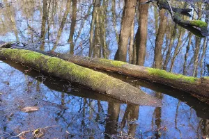 Bilder Datiert 2. März 2024: Swamp landscape print north rhine westphalia
