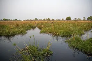 UNESCO World Heritage Site Botswana Drucke: Swamp on the Thamalakane River