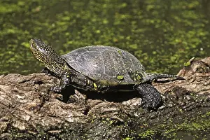 Sumpfschildkröten Drucke: Sumpfschildkröte, Emys orbicularis.