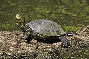 Sumpfschildkröten Drucke: Europäische Sumpfschildkröte, Emys orbicularis