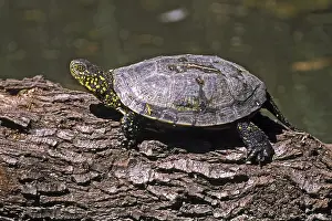 Sumpfschildkröten Drucke: Europäische Sumpfschildkröte, Emys orbicularis