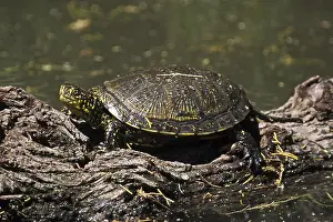 Sumpfschildkröten Drucke: Sumpfschildkröte, Emys orbicularis.
