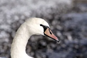 Animal Pictures Drucke: Swan