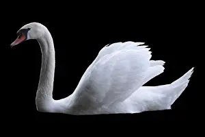 Wild Animals In Nature Drucke: Swan