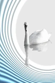 Elegant Bird Photography Drucke: A Swan on abstract background