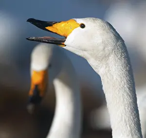 Aquatic Bird Natural Environment Drucke: Two swans - beaks