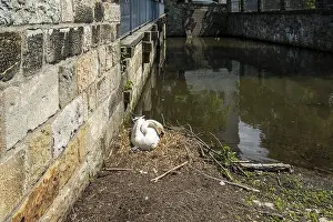 Saxony Wildlife Photography Drucke: Swans breeding at the edge of a moat in spring