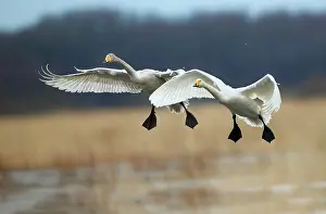Deserted Wetland Scene Drucke: Swans flying