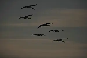 Aquatic Bird Photography Drucke: Swans flying