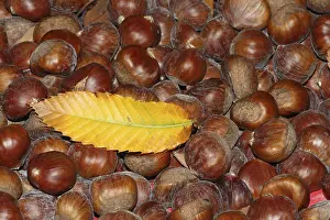Uninhabited Landscapes With Plants Drucke: Sweet chestnut fruit