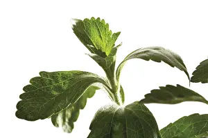 Large Emerald Leaves Drucke: Sweetleaf (Stevia)