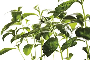 Indoor Leafy Plants Drucke: Sweetleaf (Stevia)