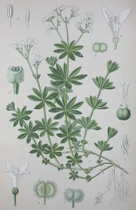 Botany In Europe Images Drucke: Sweetscented bedstraw (Galium odoratum)
