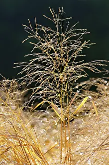 Autumn In Germany Drucke: Switchgrass (Panicum virgatum)