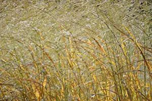 Autumn Colouring Germany Drucke: Switchgrass (Panicum virgatum) in backlight