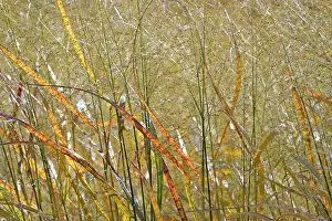 Backlit Nature Photography Drucke: Switchgrass (Panicum virgatum) in backlight