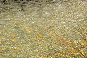 Autumn Colouring Germany Drucke: Switchgrass (Panicum virgatum) in backlight