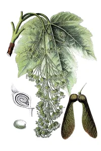 Acer Pseudoplatanus Drucke: Sycamore maple (Acer pseudoplatanus)