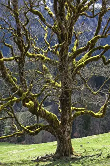 Sycamore Maple Drucke: Sycamore maple (Acer pseudoplatanus)