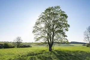Central Europe Trees Drucke: Sycamore maple (Acer pseudoplatanus)