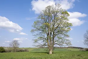 Central European Trees Drucke: Sycamore maple (Acer pseudoplatanus)