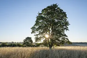 Central Europe Deciduous Trees Drucke: Sycamore maple (Acer pseudoplatanus)