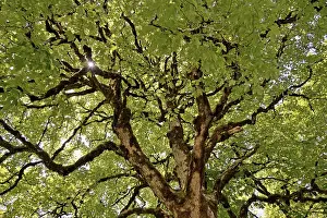 Sycamore Maple Tree Drucke: Sycamore maple (Acer pseudoplatanus)