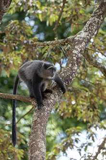 Sykes Monkey Drucke: Sykes monkey (Cercopithecus mitis) on tree