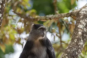 Sykes Monkey Drucke: Sykes monkey (Cercopithecus mitis) on tree