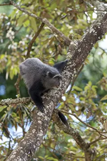 East African Nature Reserve Drucke: Sykes monkey (Cercopithecus mitis) on tree