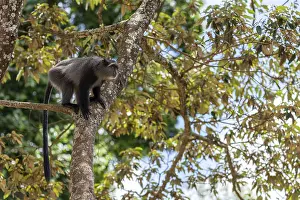 Sykes monkey (Cercopithecus mitis) on tree