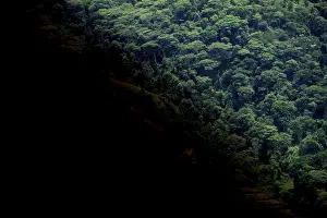 Bwindi Impenetrable Forest National Park Drucke: Symbolic image of deforestation