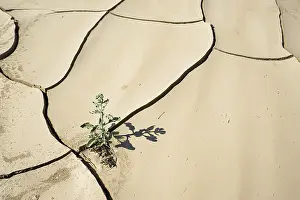 Drought Stricken Landscape Photo Drucke: Symbolic Image, Hope, Environment