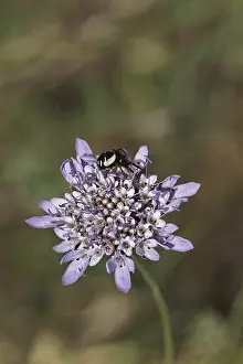 Spinnenkrabbe Drucke: Synema globosum, Synema globosum