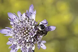 Spinnenkrabbe Drucke: Synema globosum, Synema globosum