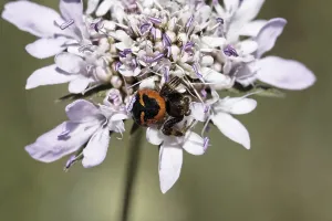 Spinnenkrabbe Drucke: Synema globosum, Synema globosum