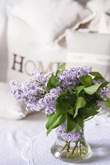 Nature Photography Drucke: Syringa