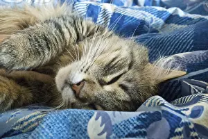 Domestic Cat Nap Drucke: A tabby cat peacefully sleeping on a blue patterned blanket