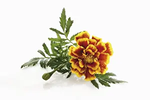 Marigold Flower Drucke: Tagetes