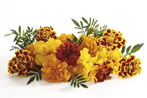Yellow Blossom Studio Shot Drucke: Tagetes