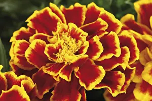 Open Air Blooming Flowers Drucke: Tagetes