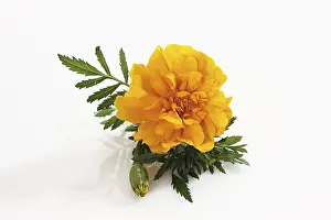 Marigold Flower Drucke: Tagetes