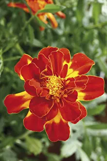 Red Coloured Blooms Drucke: Tagetes