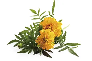 Asteraceae Family Plants Drucke: Tagetes