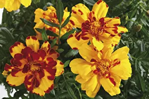 Nature Botany Photos Drucke: Tagetes