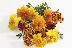 Marigold Flower Drucke: Tagetes