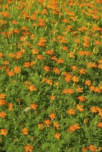 Asteraceae Plant Section Drucke: Tagetes