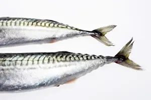 Makrele Drucke: Fischschwanz