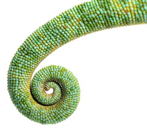 Wild Animal Profile View Drucke: Tail of an veiled chameleon rolled up on itself