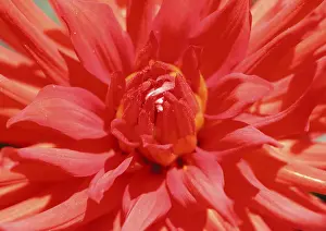 Colorful Blossom Drucke: Talk blossom